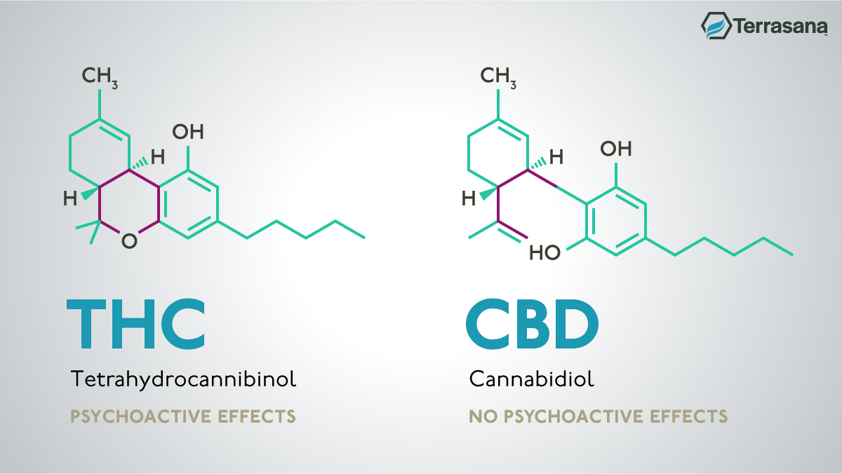 THC vs CBD diagram